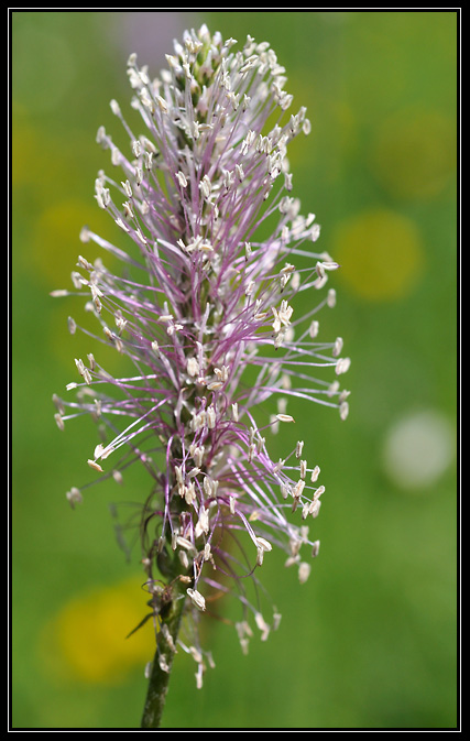 Détail de plantain